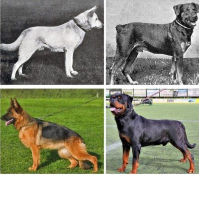 изменения пород собак