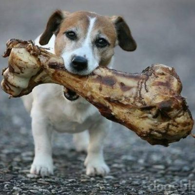 какие кости можно собаке