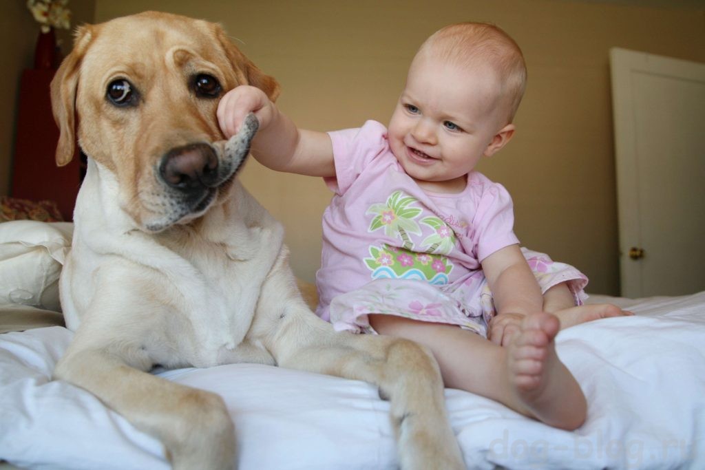 Как подготовить собаку к появлению ребёнка