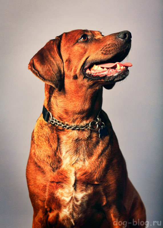 мужская порода собаки красный кунхаунд
