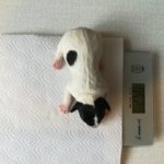 Взвешивание новорожденных щенков джек рассел терьера