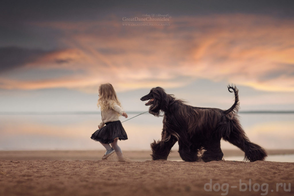 дети и большие собаки