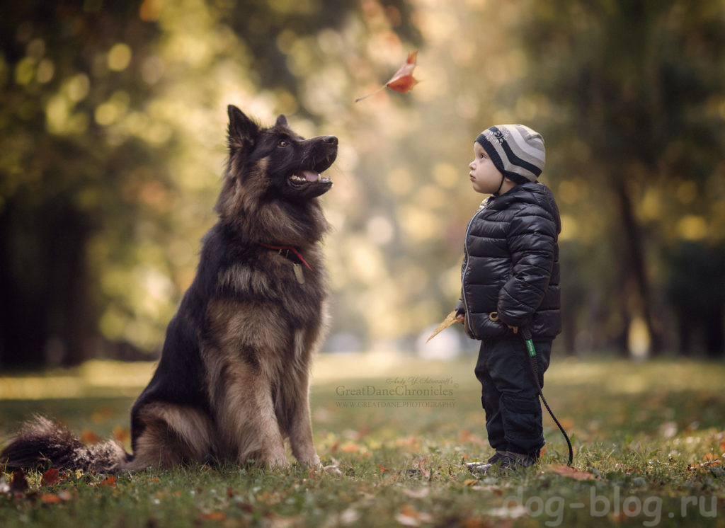 дети и большие собаки