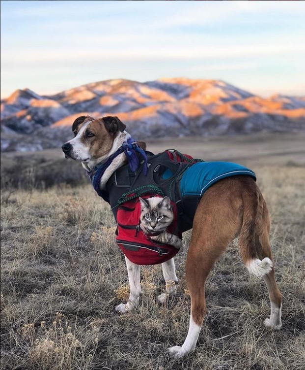кот и пёс путешествуют в горах