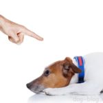 5 причин не ругать собаку
