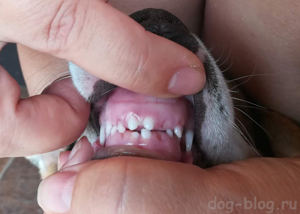 зубы у щенка фото