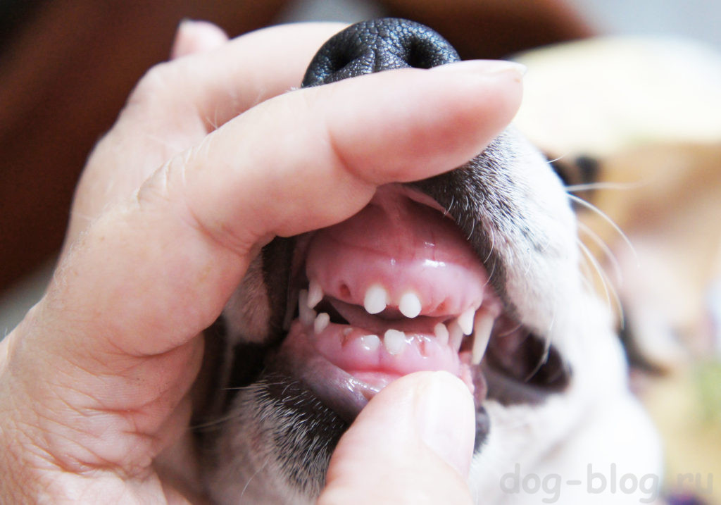 смена зубов у щенка