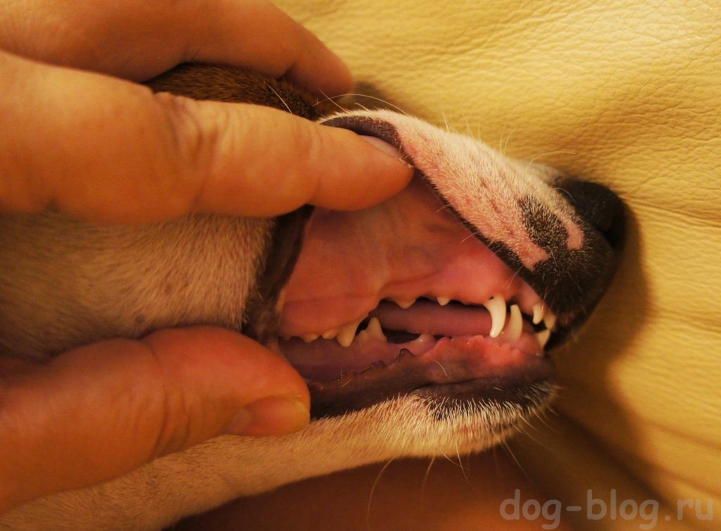 зубы у щенков
