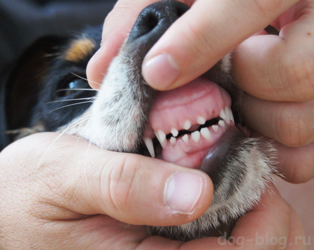у щенка выпадают зубы