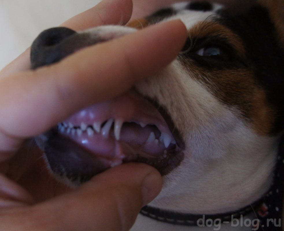 когда у щенков меняются зубы