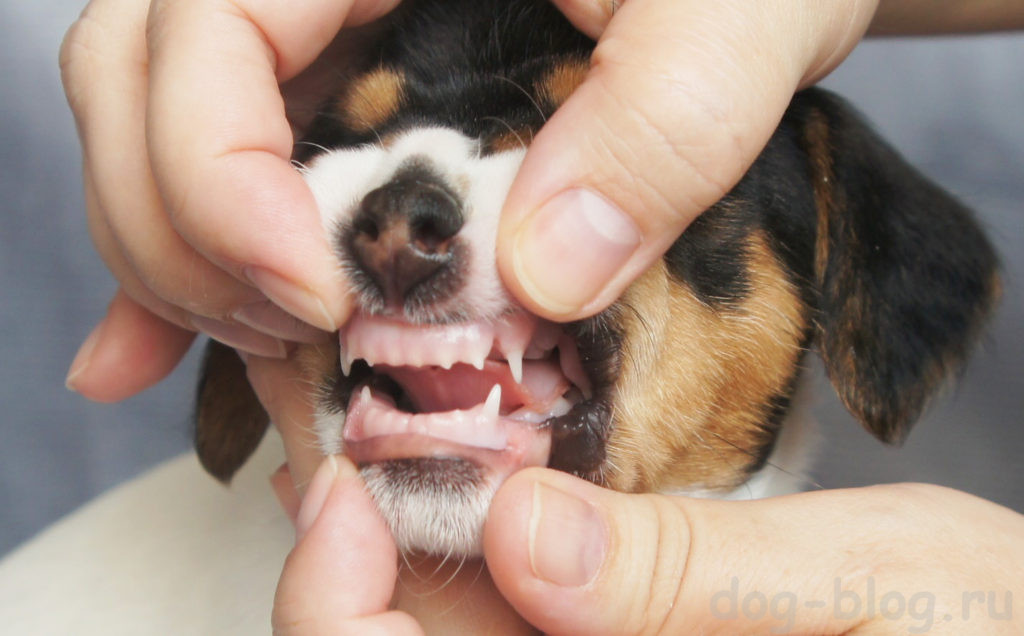 у щенка режутся зубы