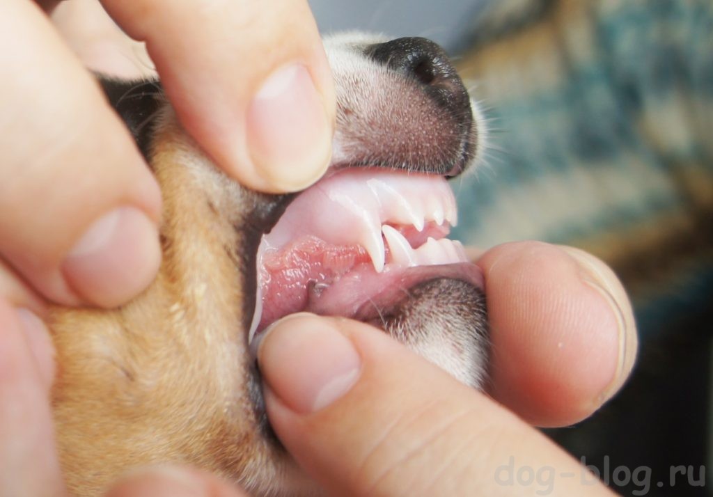 зубы у щенков фото