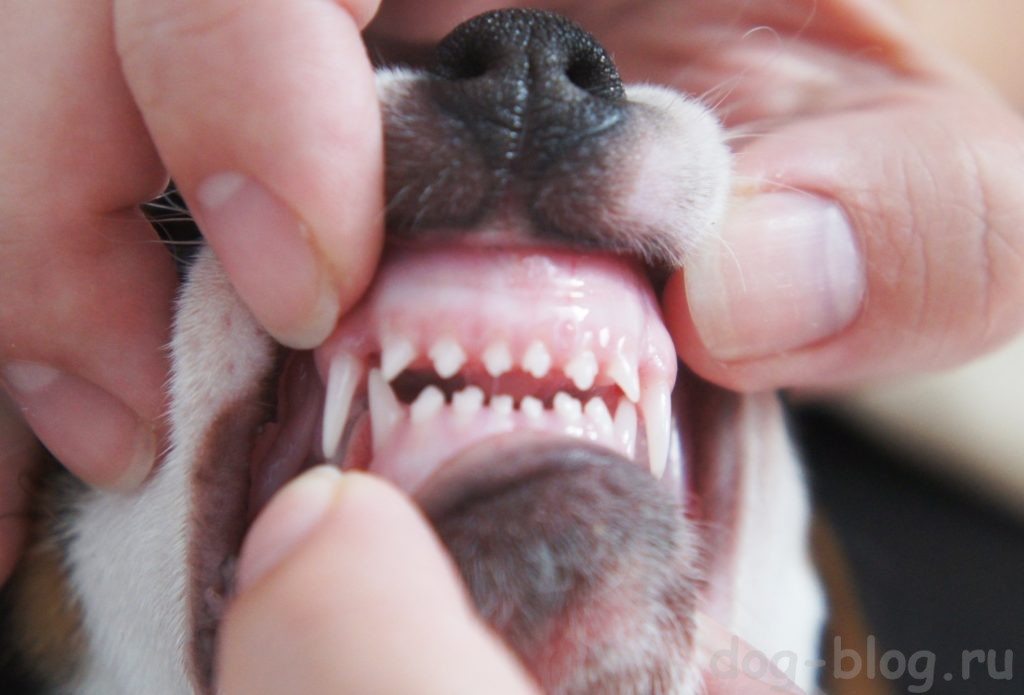 молочные зубы у щенков