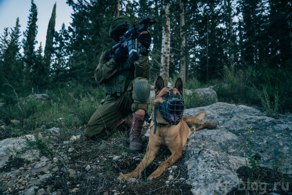 израильские боевые собаки