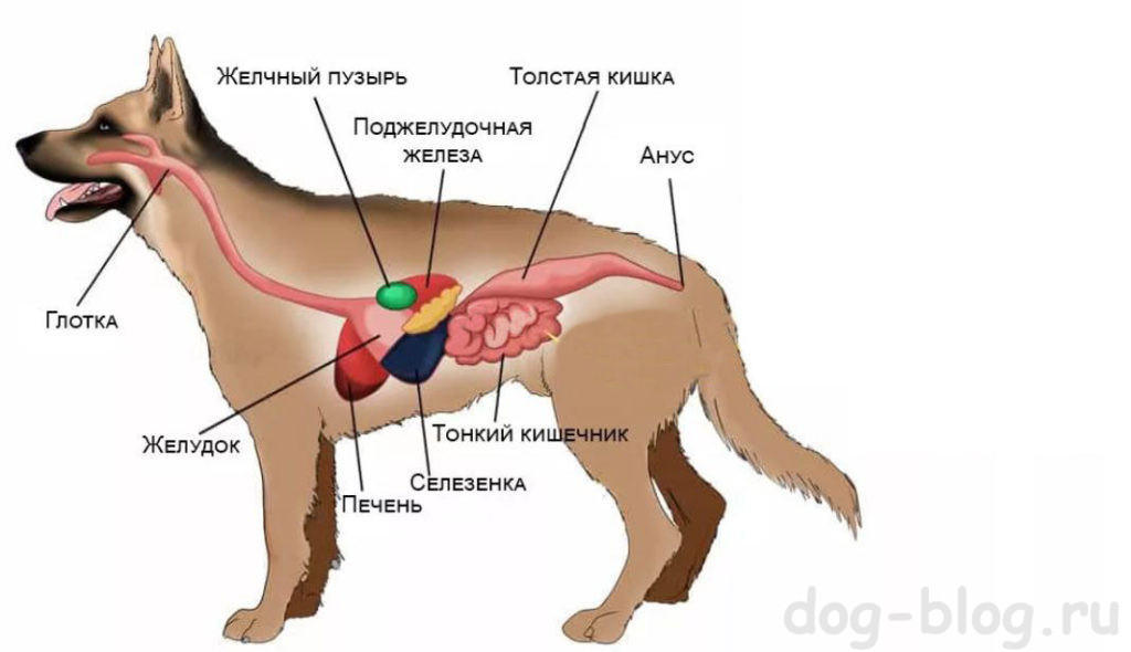 пищеварительная система собаки