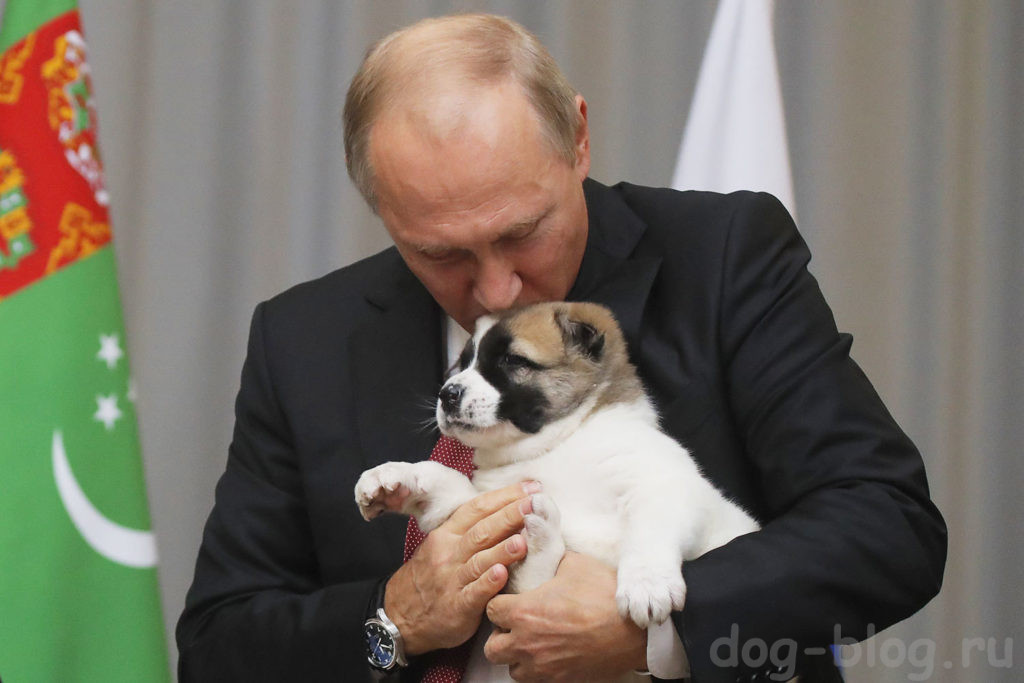 собака Путина порода
