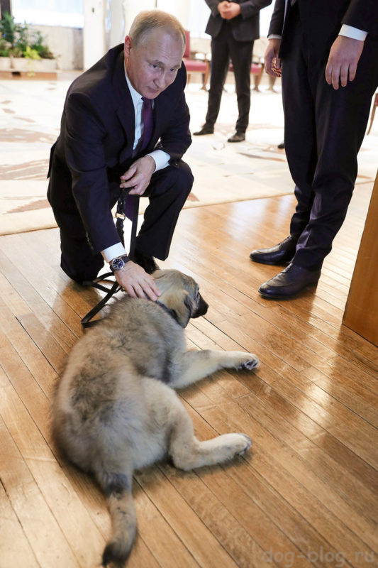 Путину подарили собаку