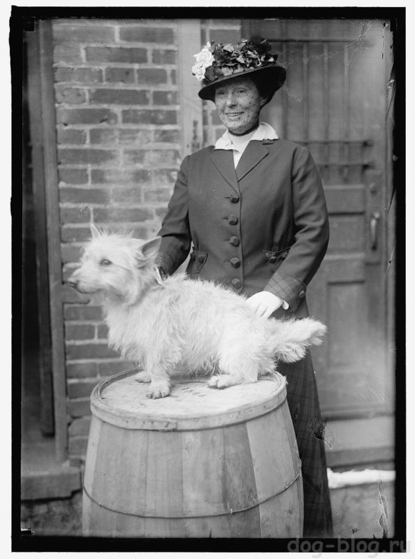 выставка собак 1915 год
