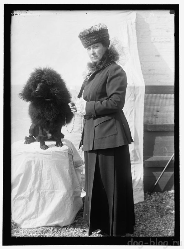 выставка собак 1915 год