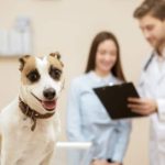 Анализ крови у собак