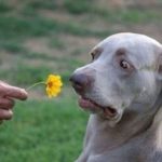 10 примеров негативного социального контакта собаки с хозяином