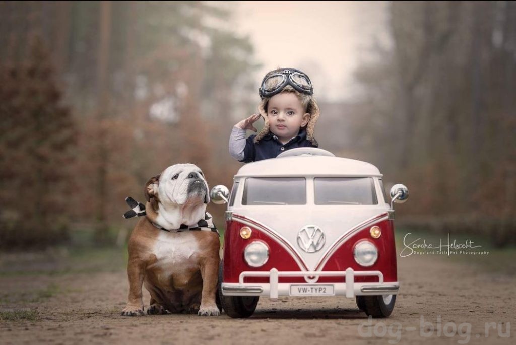 Dogs and their Rides Project