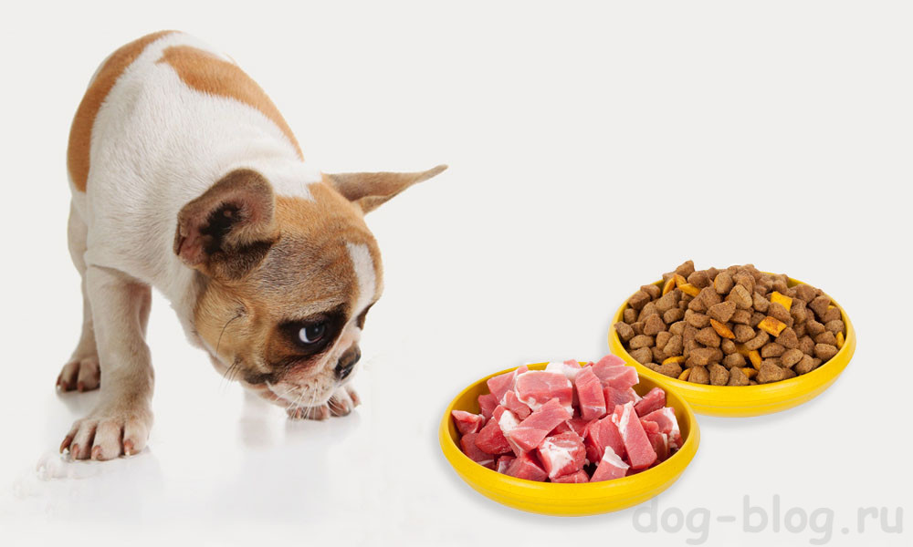 как правильно кормить собаку