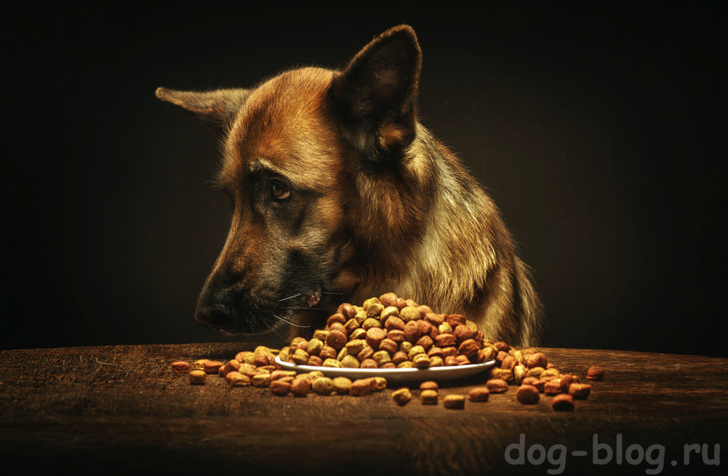 собака не ест сухой корм