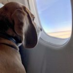 О перелете собаки в салоне самолета Украина-Европа-США и обратно