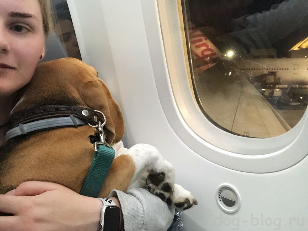 собака в самолёте