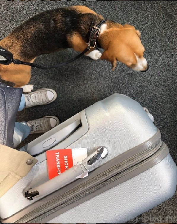 собака в самолёте