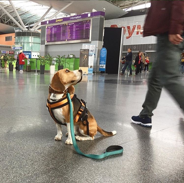 перевозка собак в самолёте