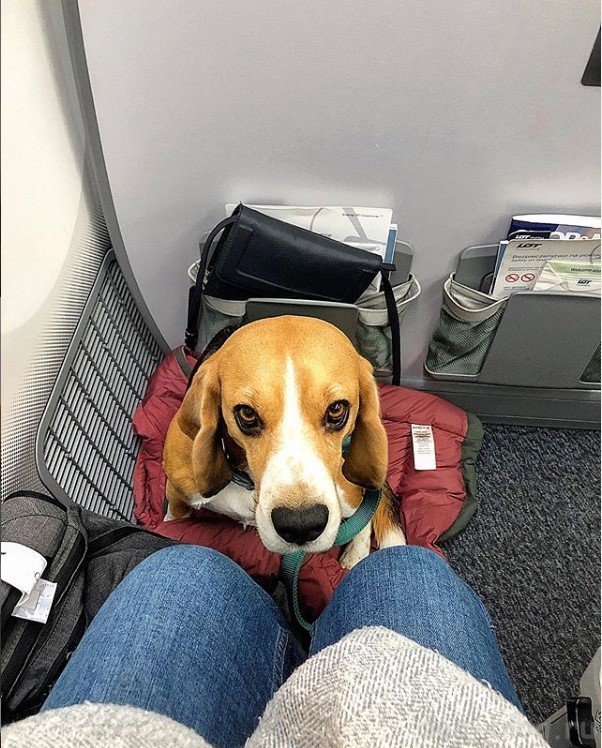 собака в салоне самолёта
