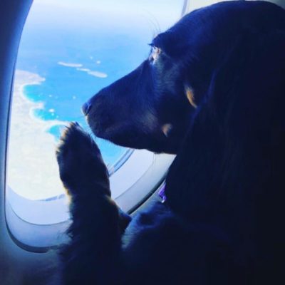 правила перевозки животных в самолёте