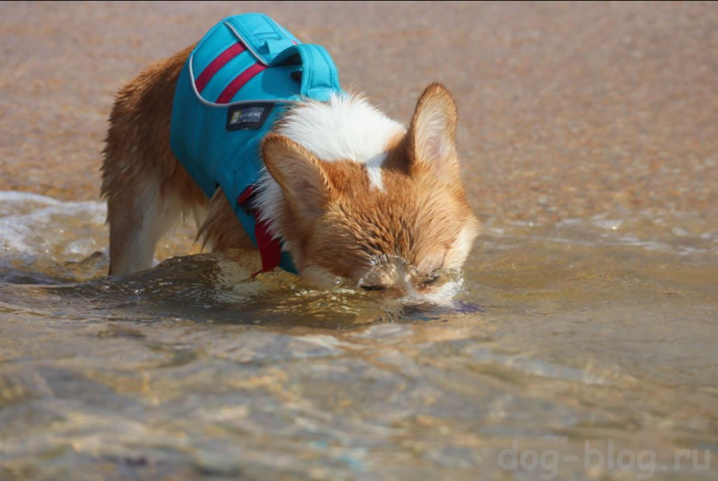 жилет для плавания собаки