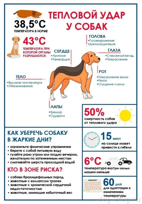 тепловой удар у собаки лечение