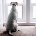 Собака лает на лай за окном — как отучить